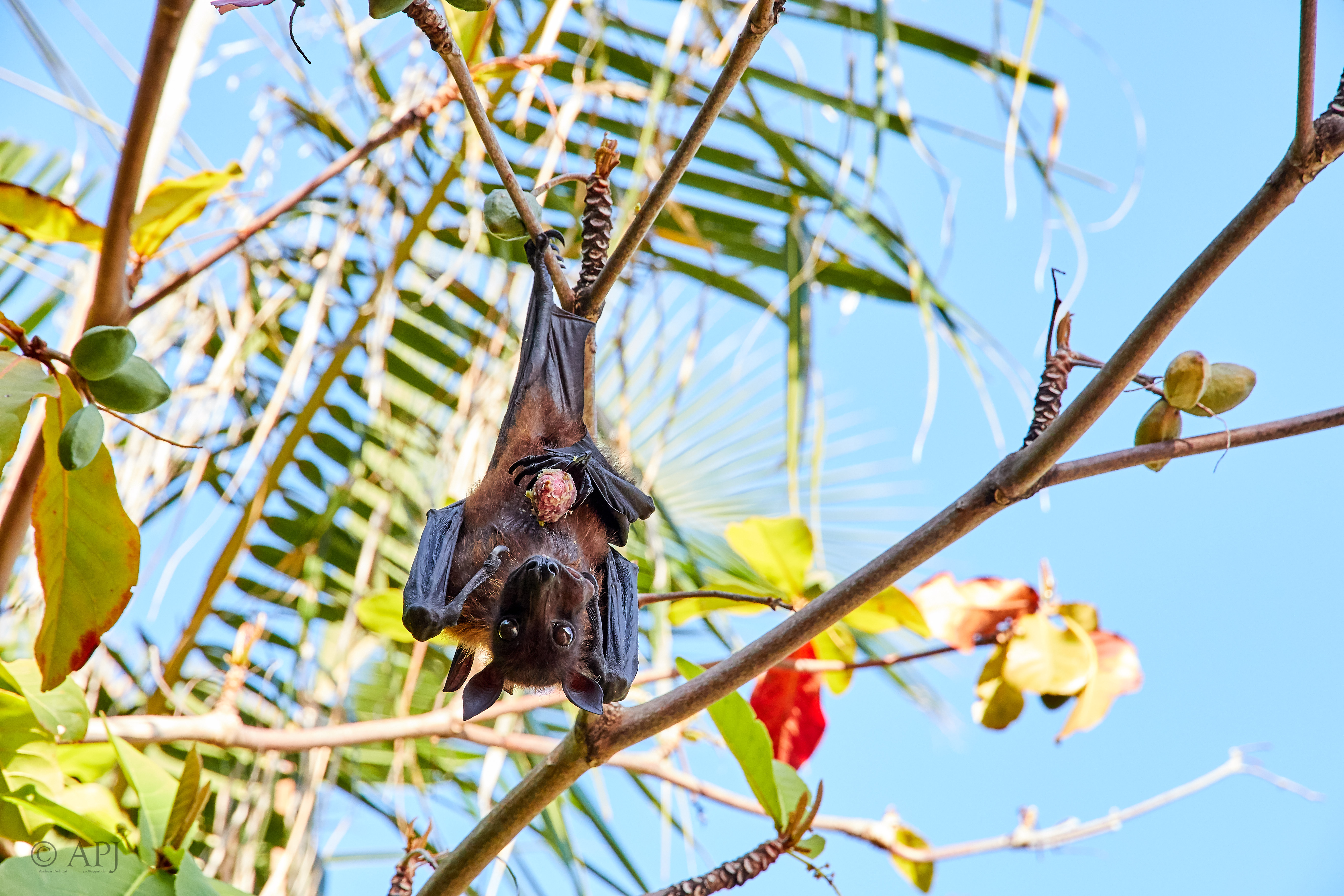 004220 21 08 17  Canon EOS 7D Mark II   Malediven2017